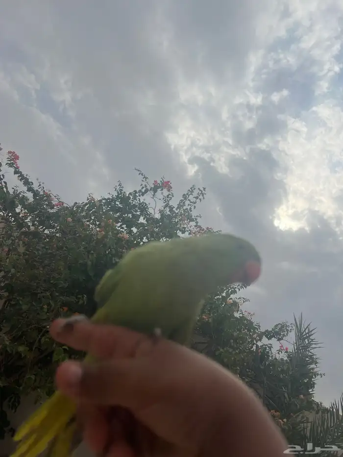 درة هذا الداخلي وخارجية 0