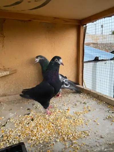 حمام باكستاني.طيار 12