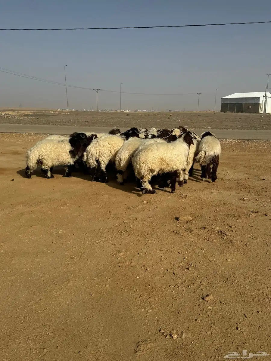 بهم نعيم جذعان 0