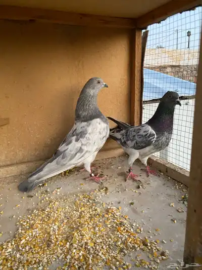 حمام باكستاني.طيار 25