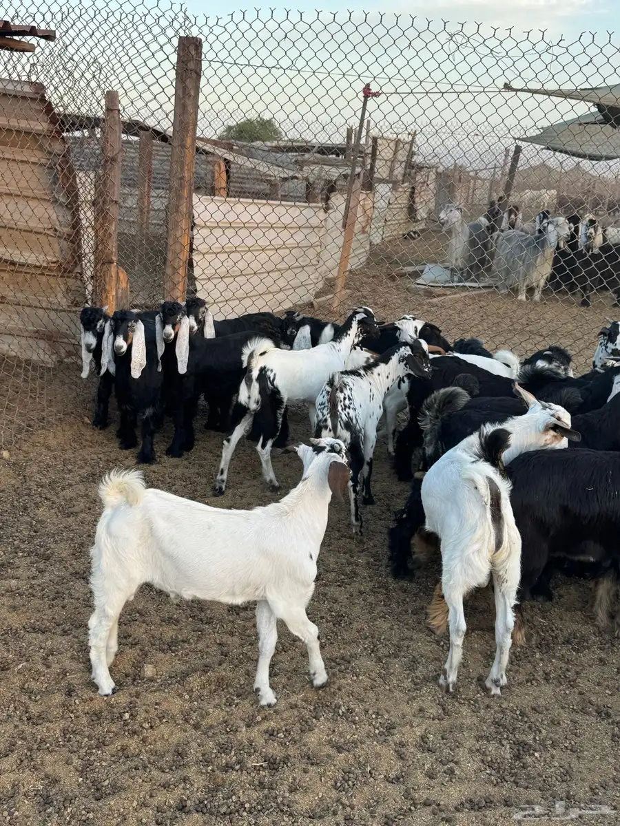 جفرات وتيوس المندي 3