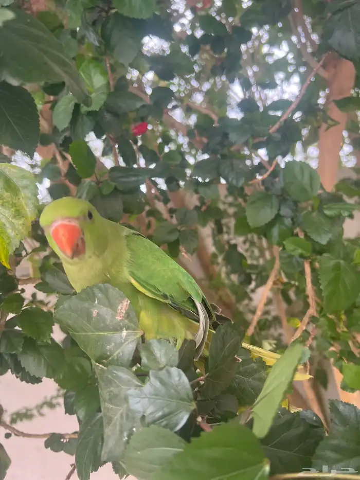 درة هذا الداخلي وخارجية 1