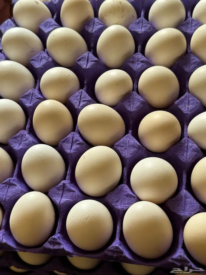 بيض ب25ريال للطبق فيومي الامنيوم و بلدي مخصب وللأكل 0