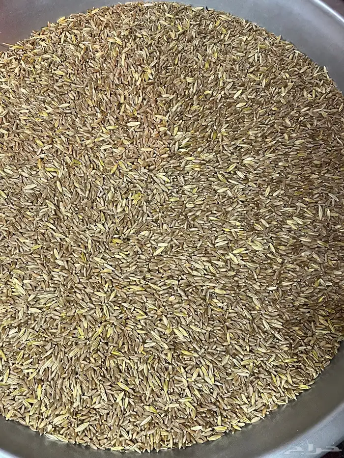 بر تنومة قياضي وعضوي على الشرط 2