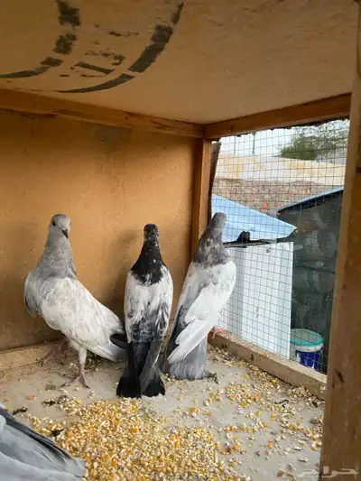 حمام باكستاني.طيار 3