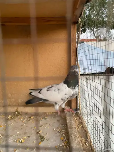 حمام باكستاني.طيار 17