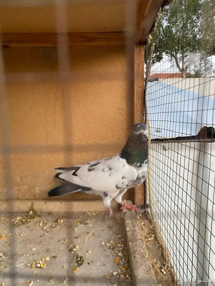 حمام باكستاني.طيار 17