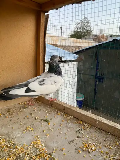 حمام باكستاني.طيار 15