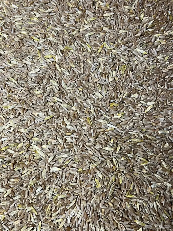 بر تنومة قياضي وعضوي على الشرط 3