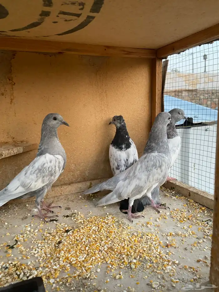 حمام باكستاني.طيار 7