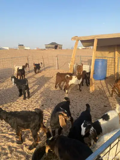 جفار وتيوس 1
