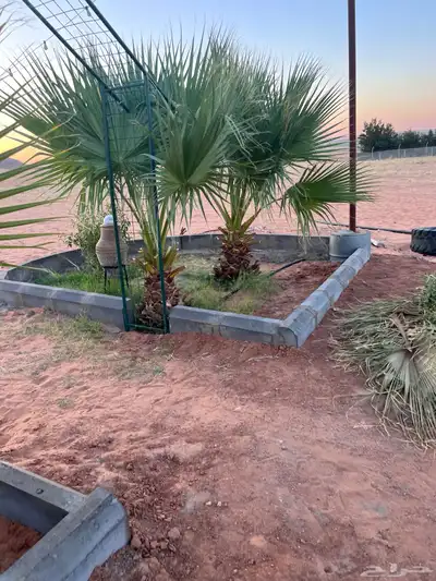 للبيع بالجلف 28
