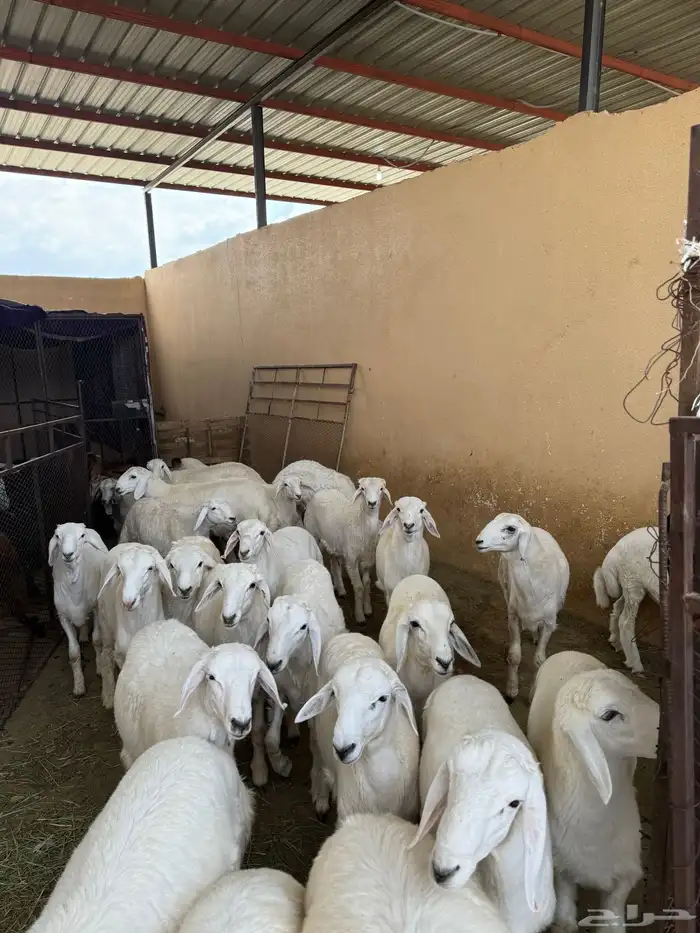 تامين طليان قعدان حسلان مناسبات توصيل على الطلب 1