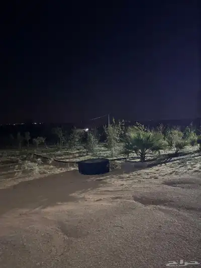 للبيع بالجلف 19