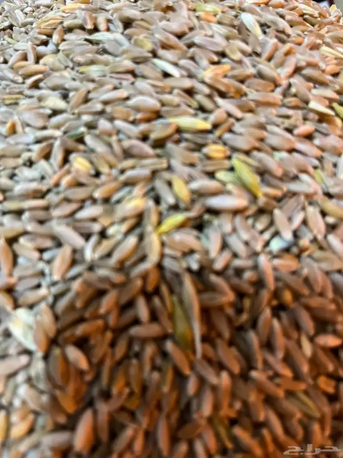 بر تنومة قياضي وعضوي على الشرط 7