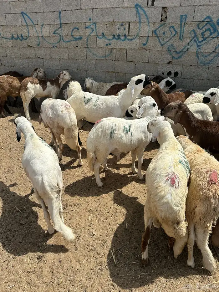 تم البيع 2