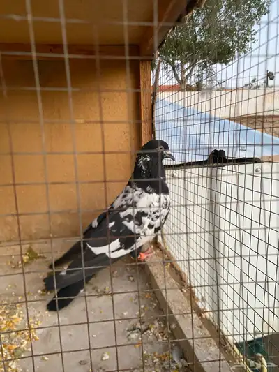 حمام باكستاني.طيار 21