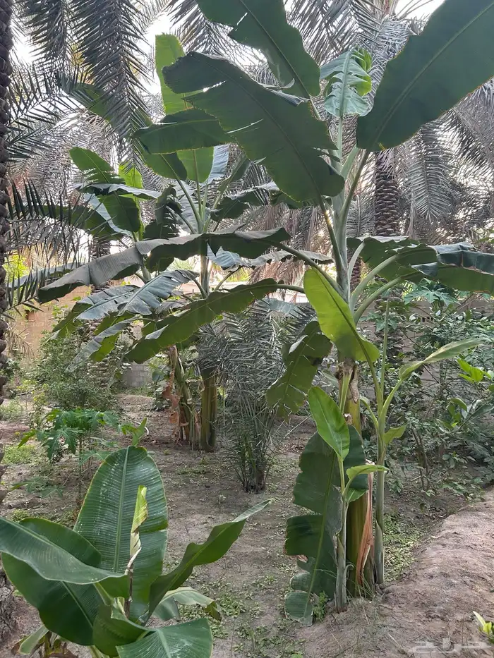 اشجار موز حساوي 3