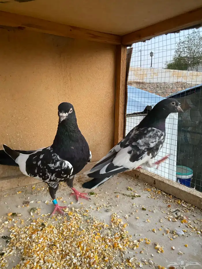 حمام باكستاني.طيار 16