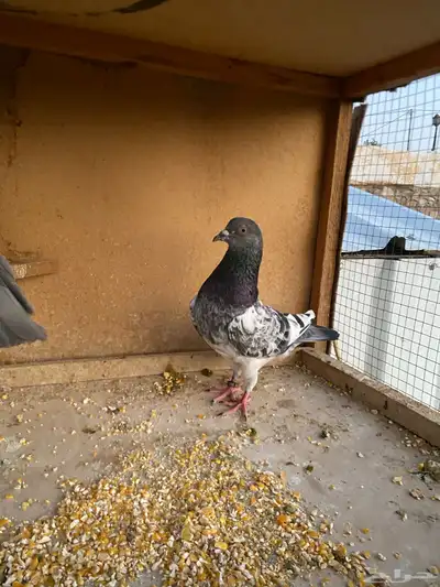 حمام باكستاني.طيار 26