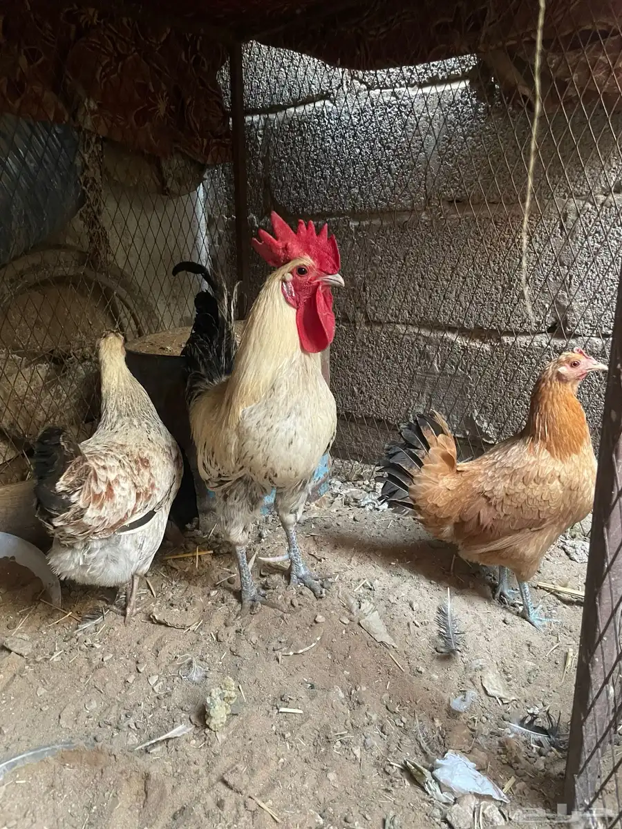 دجاج بلدي ممتاز ومنتج للبيع 0