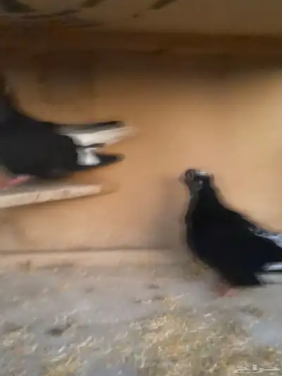 حمام باكستاني.طيار 27