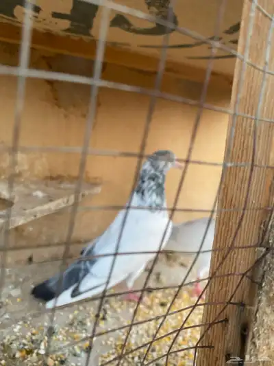 حمام باكستاني.طيار 11