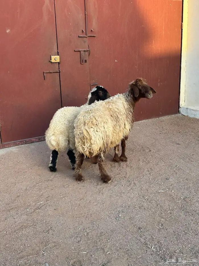 نعيميه حدرها خروف 1