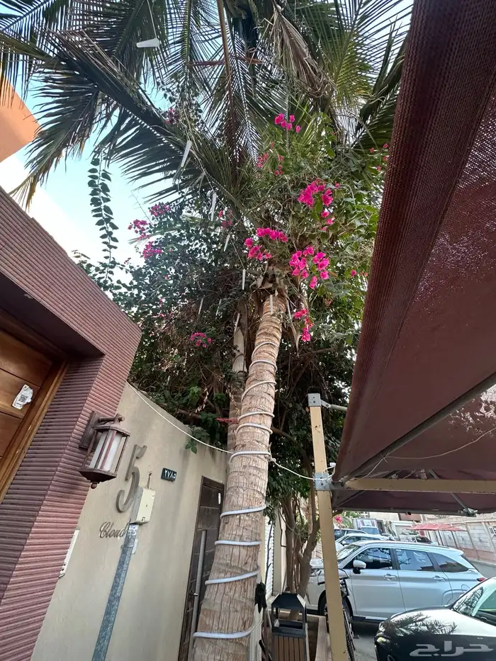 نخل نارجين فاخر وكبير ماشاء الله للبيع 0