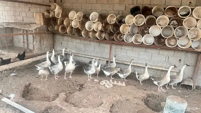 وز عراقي اصل كوبرا ( تم البيع ) 0