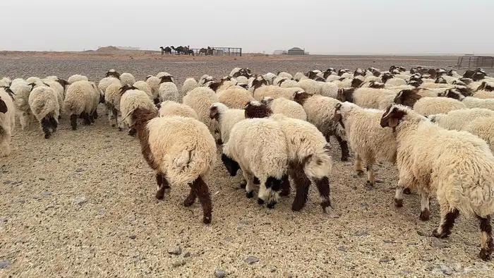 عدد 140 أضاحي نعيم بلدي 3