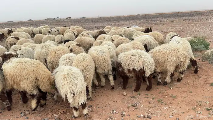 عدد 140 أضاحي نعيم بلدي 8