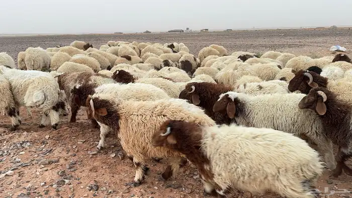 عدد 140 أضاحي نعيم بلدي 9