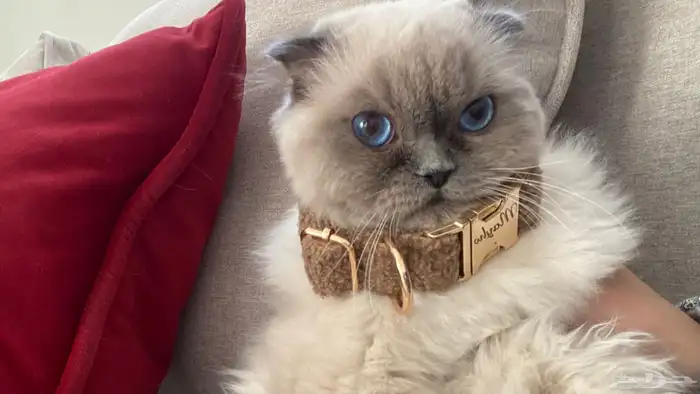 قط همالايا سكوتش فولد للتزاوج 0