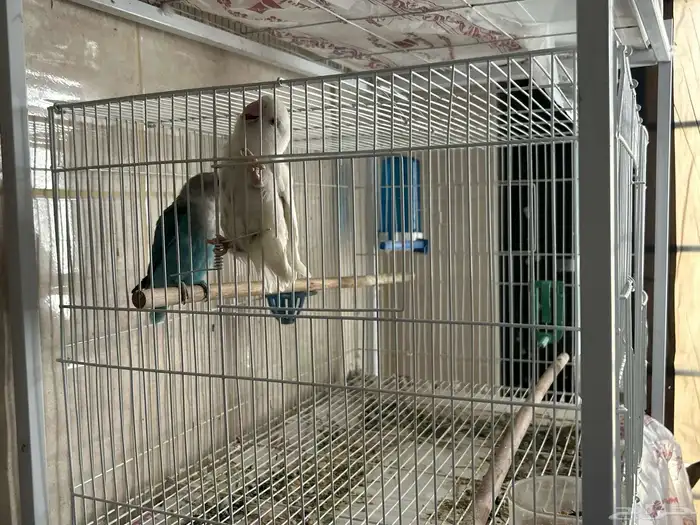 تم البيع 3