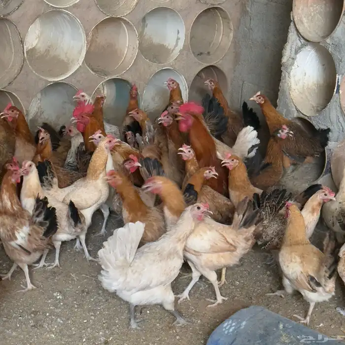 دجاج بياض 0