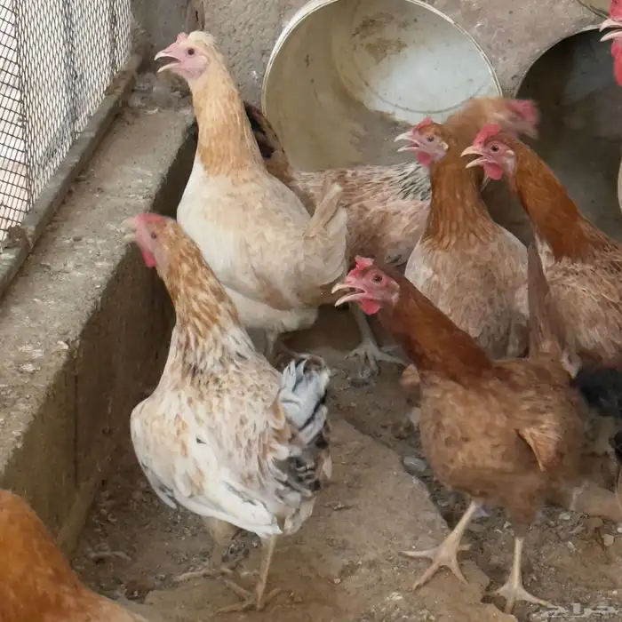 دجاج بياض 2