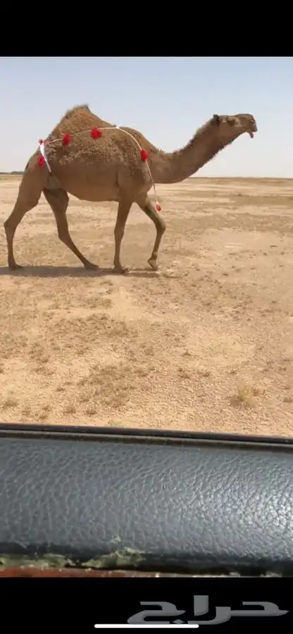 لقحه كفو 0