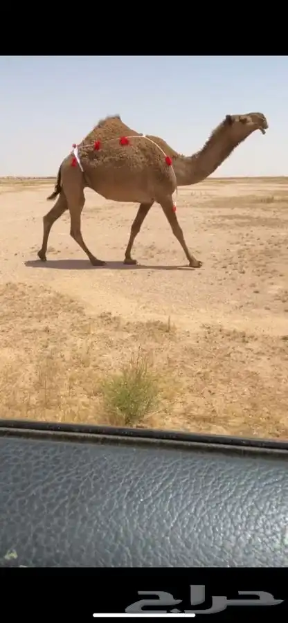 لقحه كفو 1