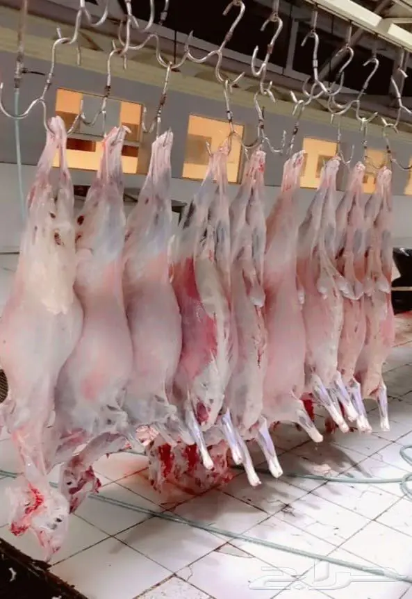 حري جذعان بريه بالكيلو مع التوصيل.. 8