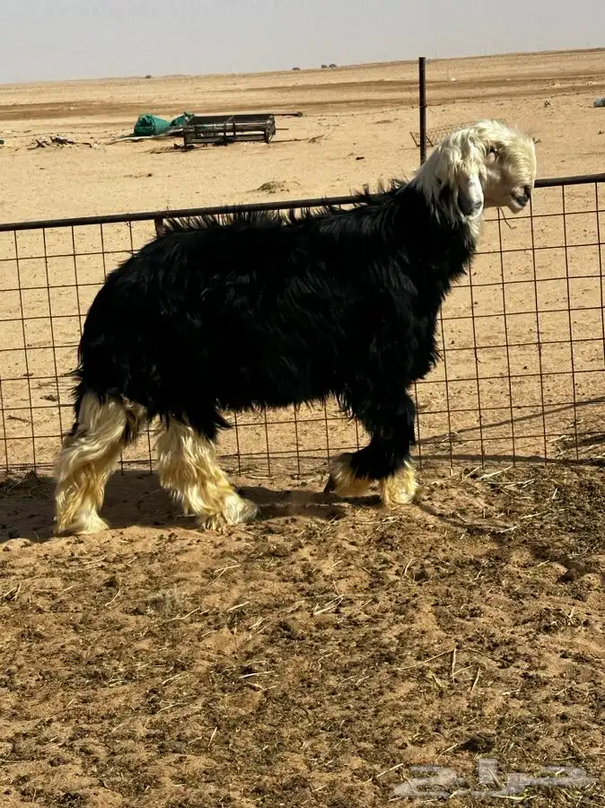 مشروع فحل جذع نجدي ( تم البيع ) 2