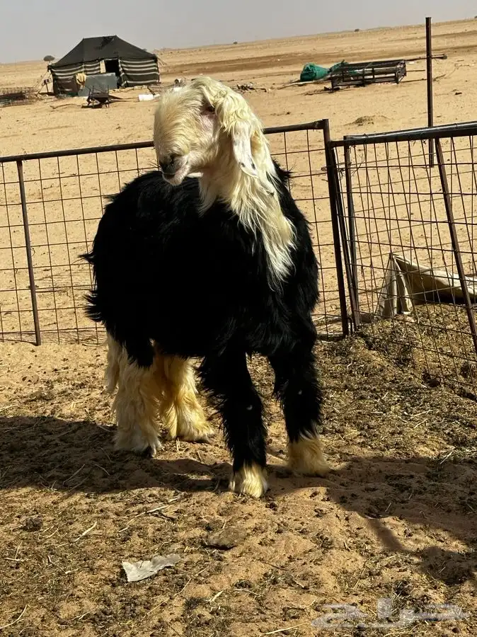 مشروع فحل جذع نجدي ( تم البيع ) 1