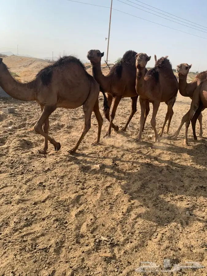 قعدان مفاريد سمان فل شحم)تم البيع 3