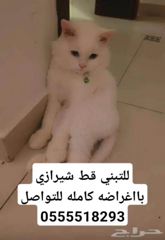 قط شيرازي للبيع 0