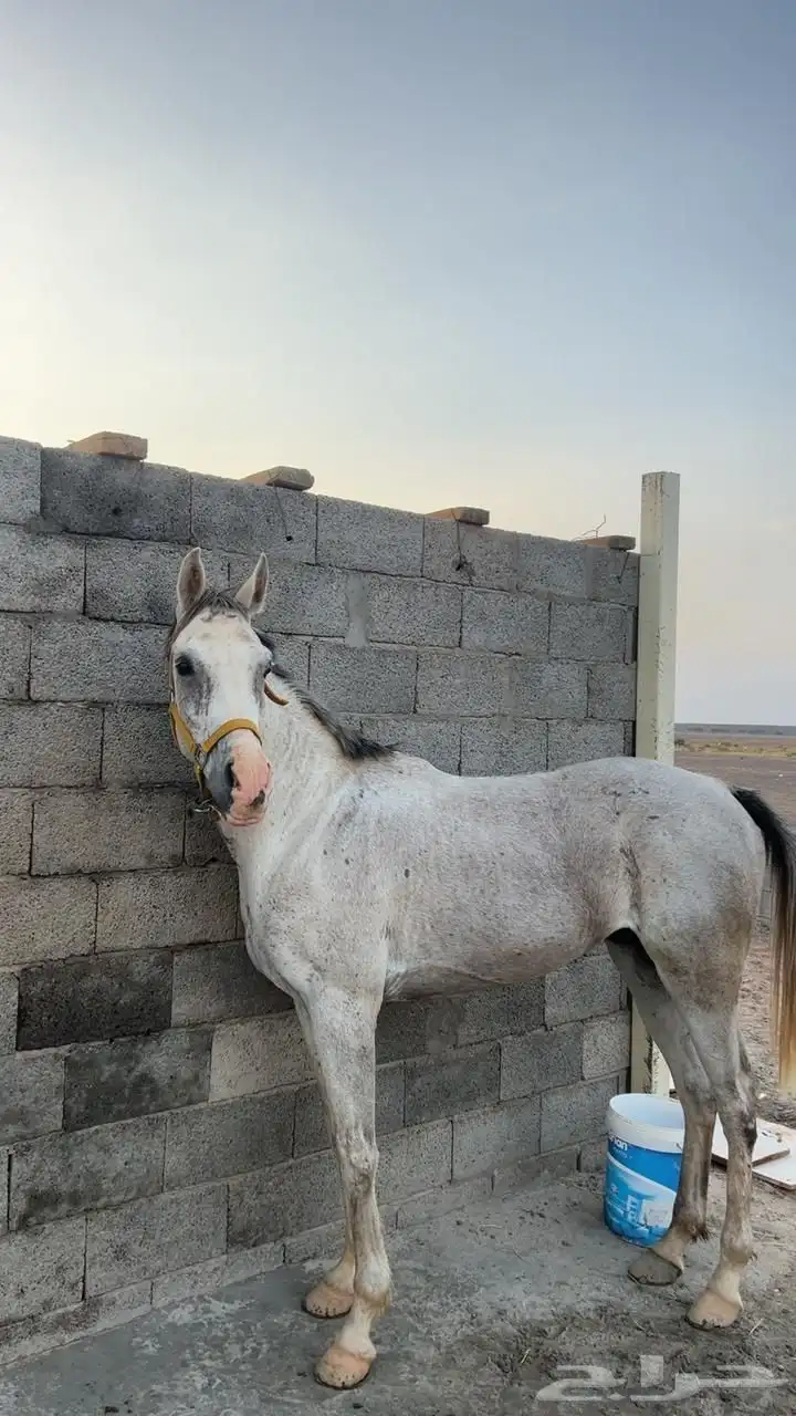 حصان شعبي 4