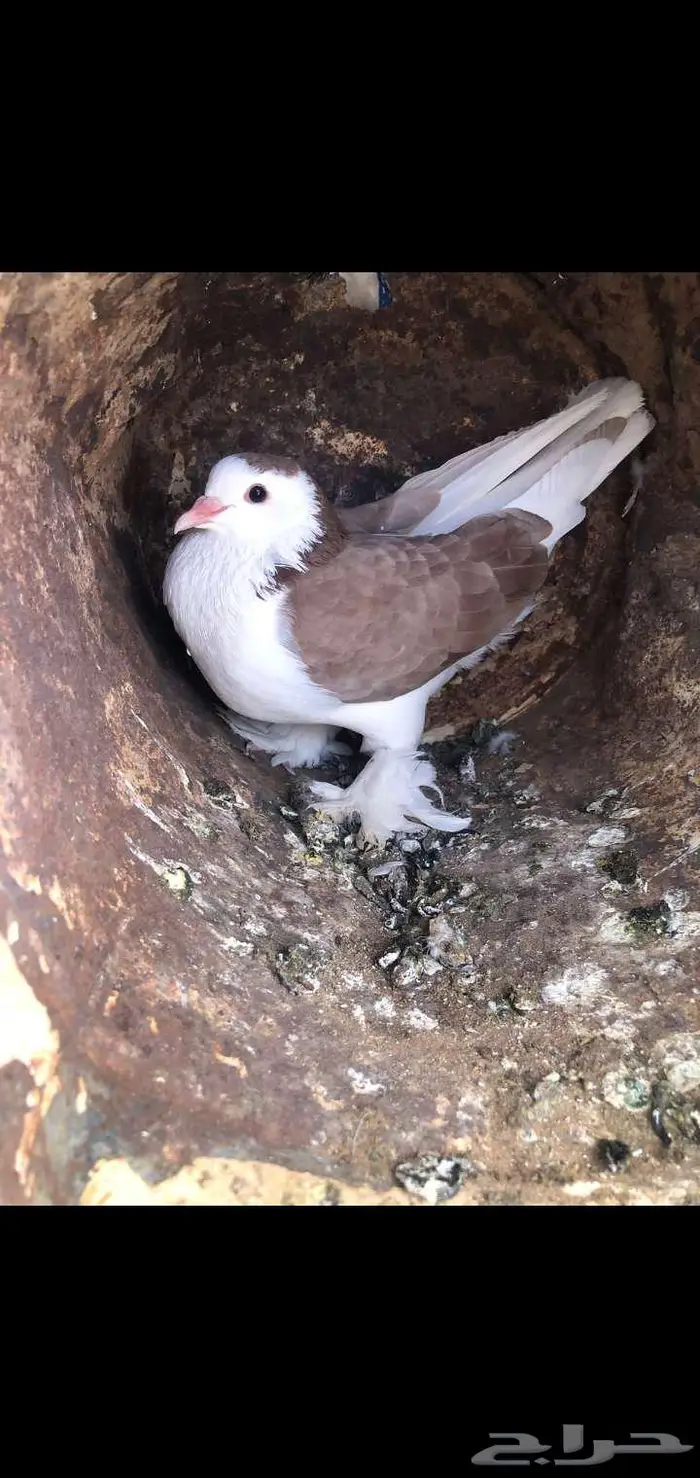 للبيع حمام 8