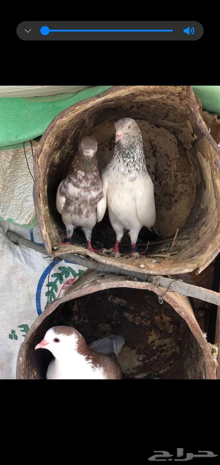 للبيع حمام 7