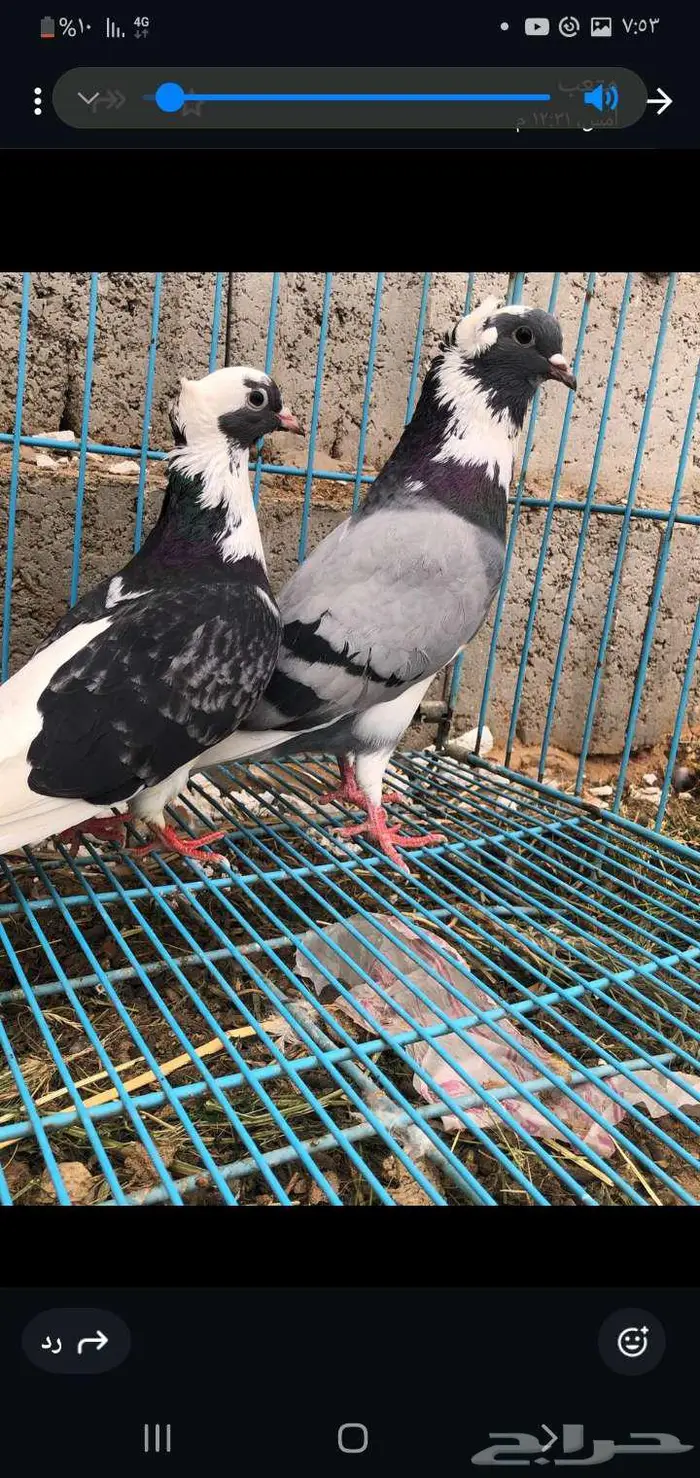 للبيع حمام 6
