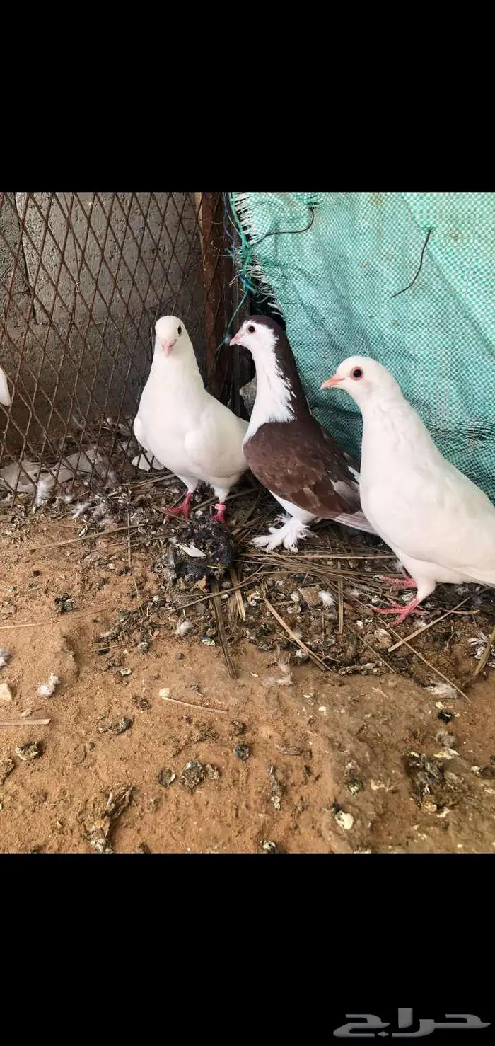 للبيع حمام 2