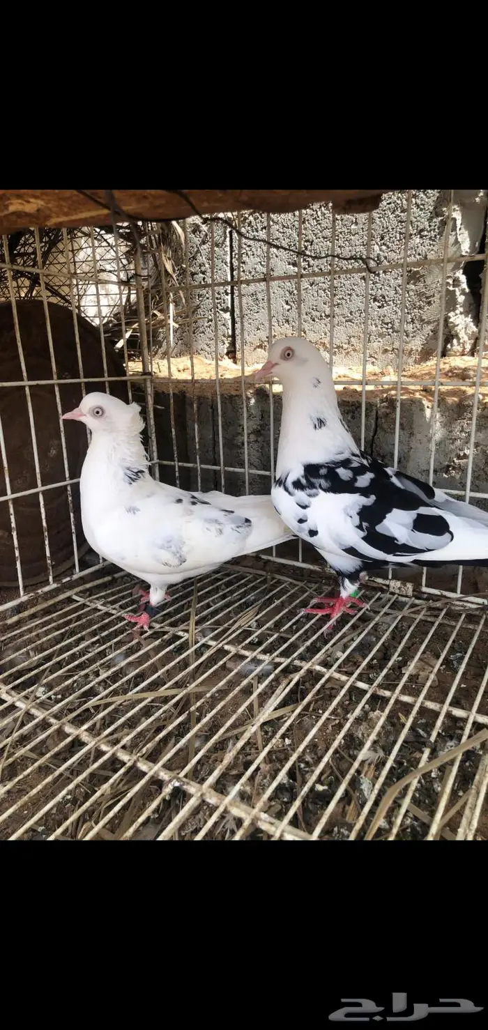 للبيع حمام 0